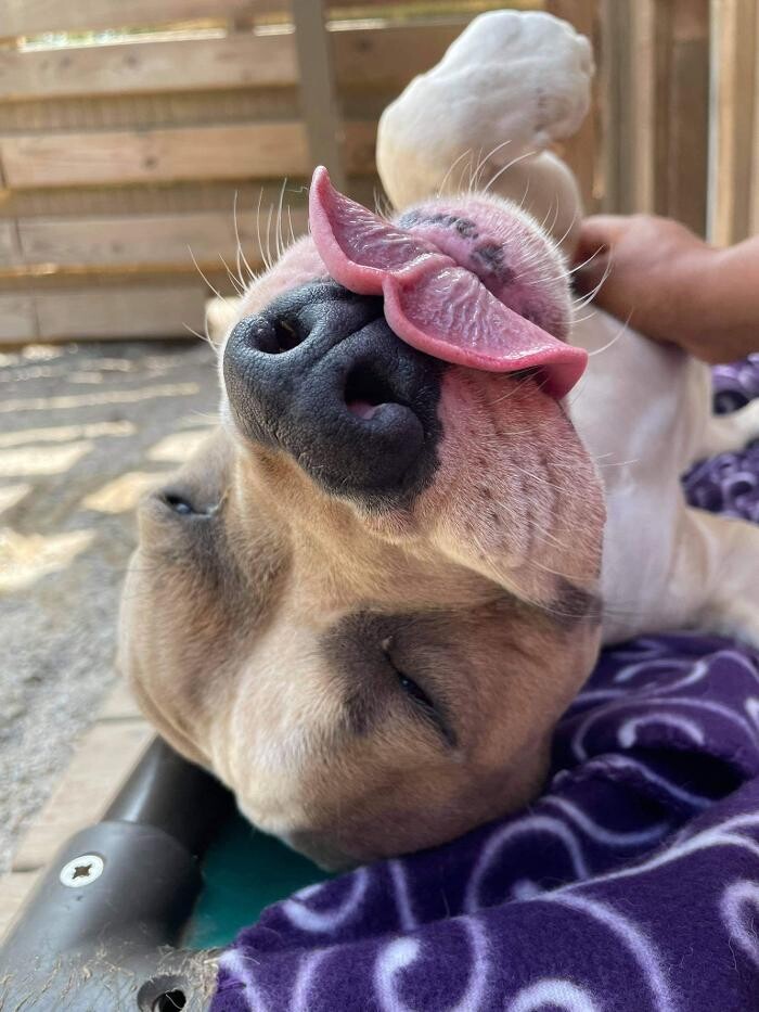 Images Dancing Creek Farm Long Term Dog Boarding