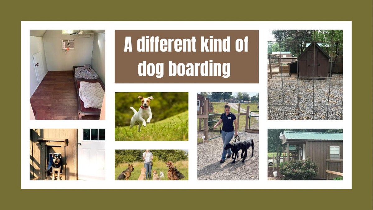 Images Dancing Creek Farm Long Term Dog Boarding