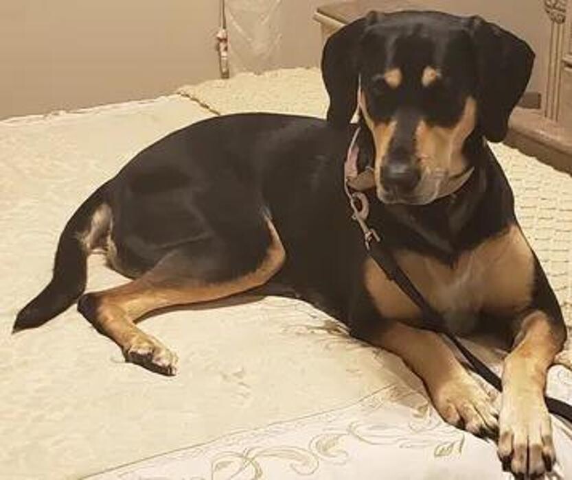 Images 5-Star Dog Training