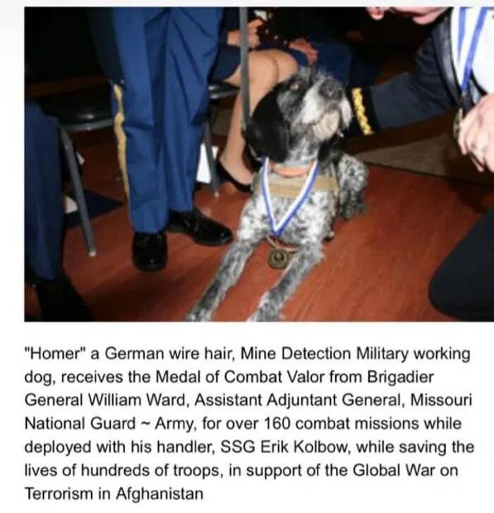 Images 5-Star Dog Training
