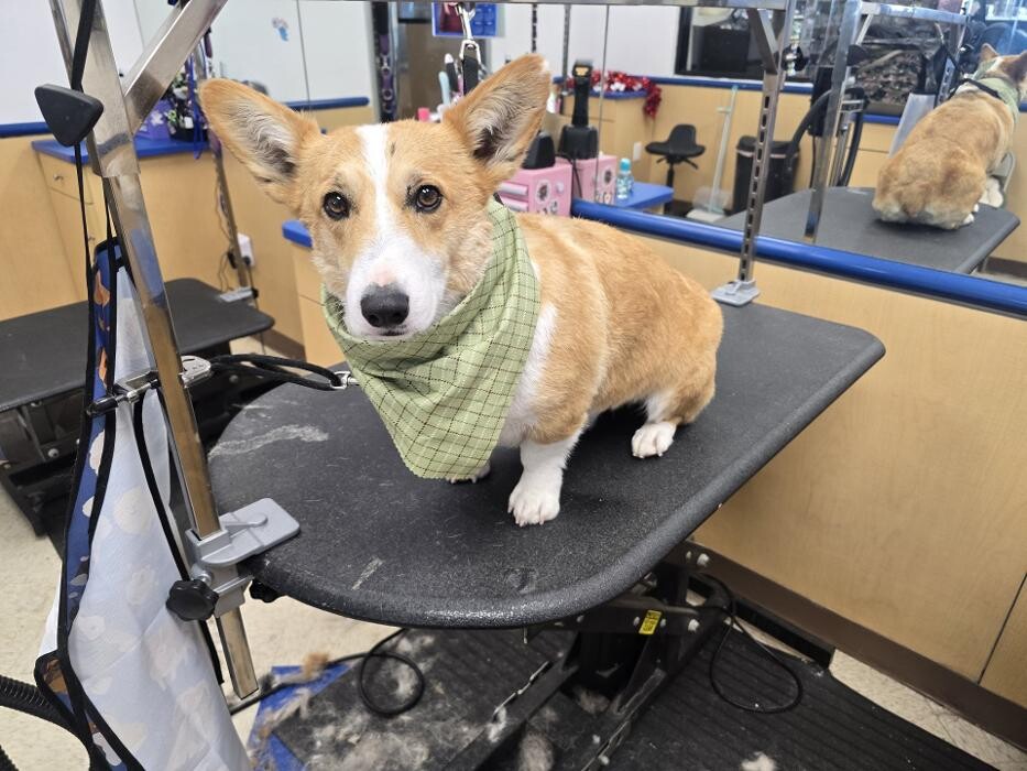 Images Petsense by Tractor Supply