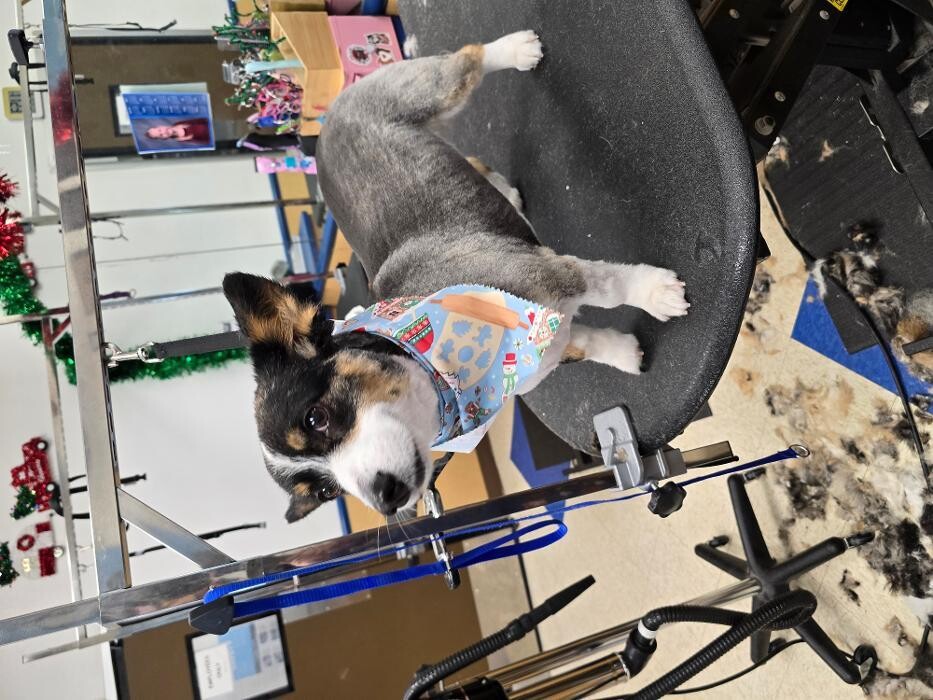 Images Petsense by Tractor Supply