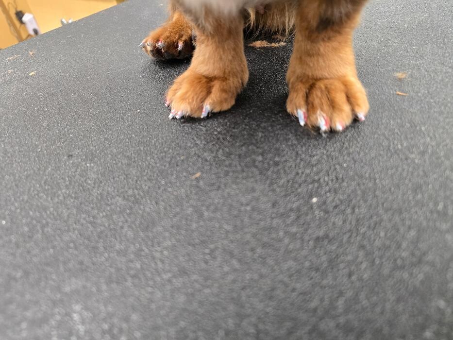 Images Petsense by Tractor Supply