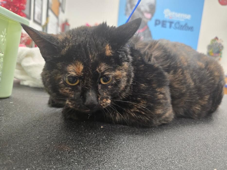 Images Petsense by Tractor Supply