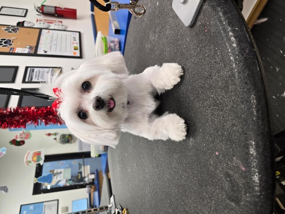 Images Petsense by Tractor Supply