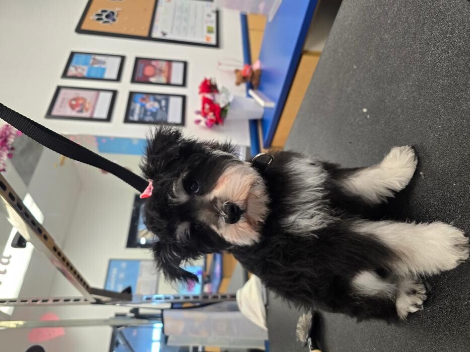 Images Petsense by Tractor Supply