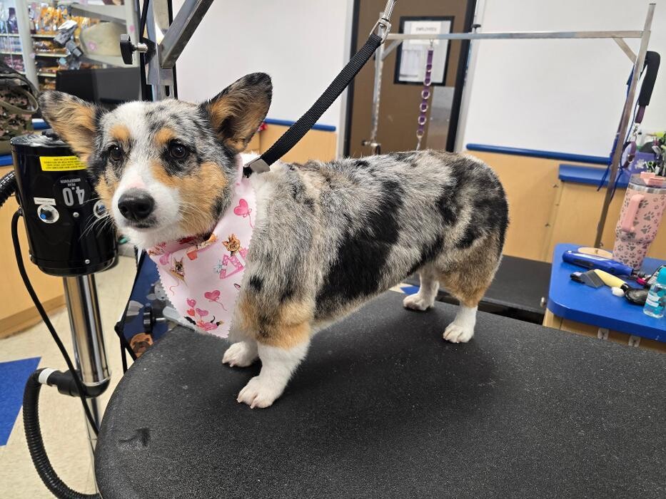 Images Petsense by Tractor Supply