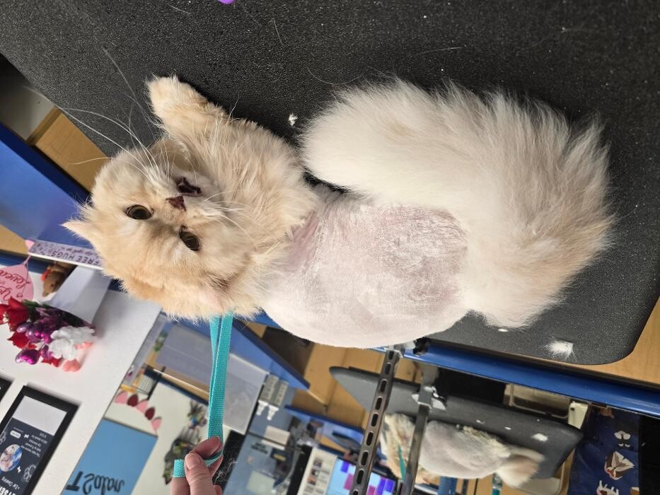 Images Petsense by Tractor Supply