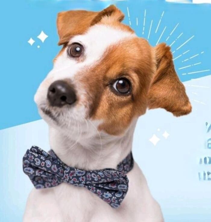Petsense by Tractor Supply Logo