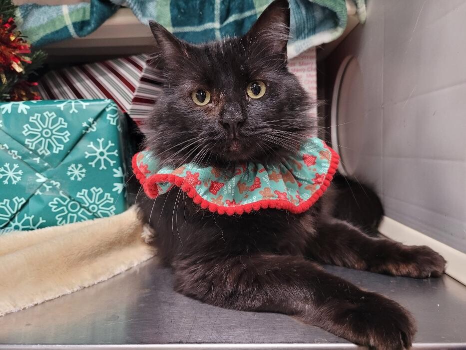 Images Petsense by Tractor Supply