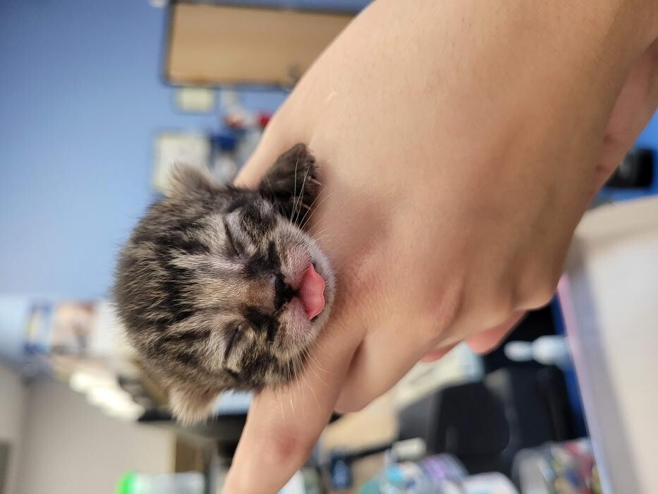Images Petsense by Tractor Supply