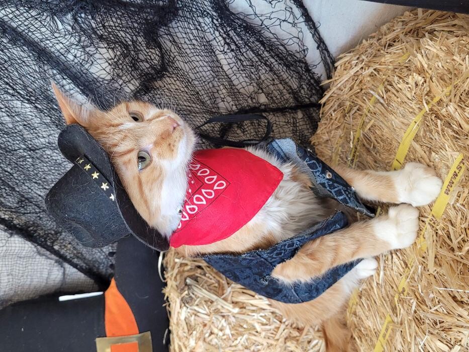 Images Petsense by Tractor Supply