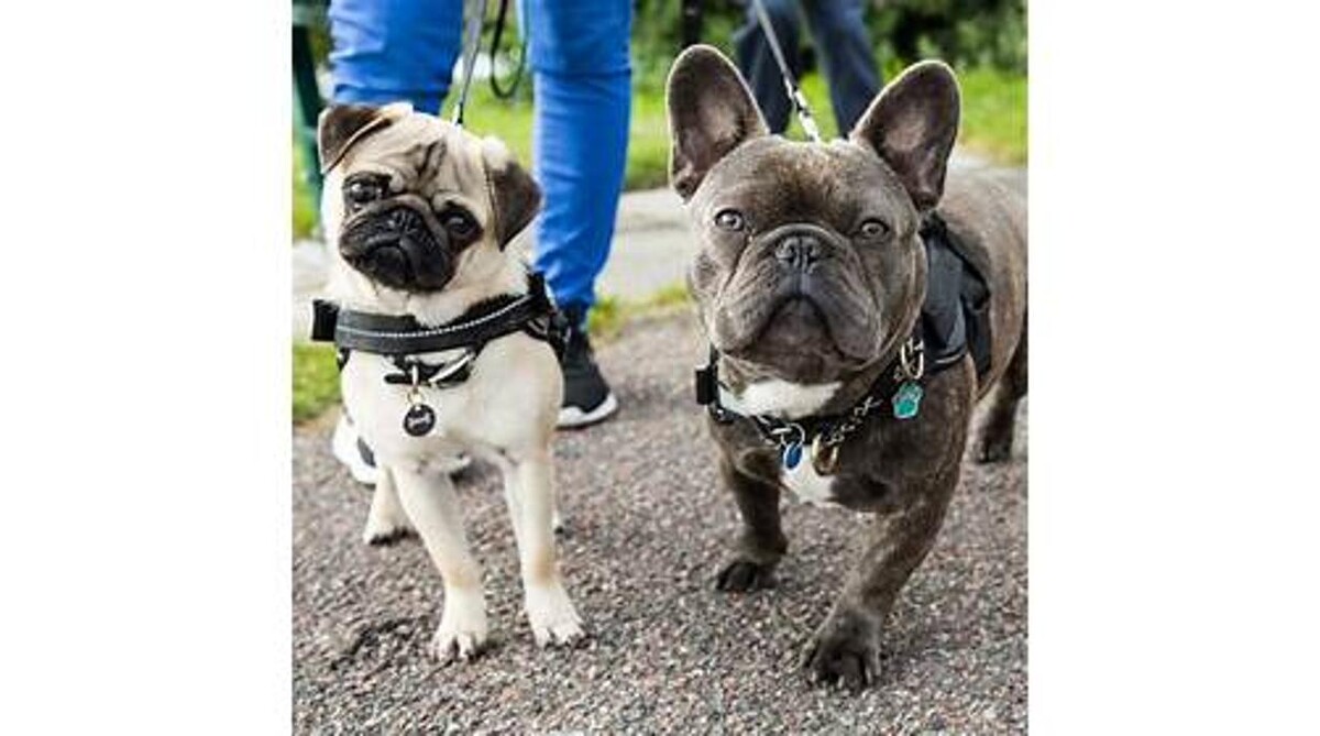 Images Petsense by Tractor Supply