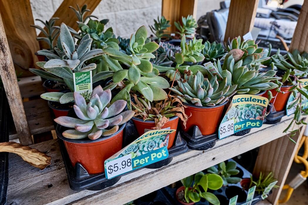 Images Tractor Supply Co.