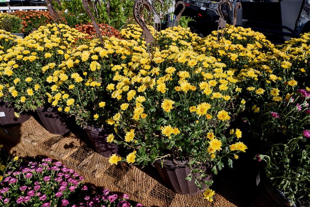 Images Tractor Supply Co.