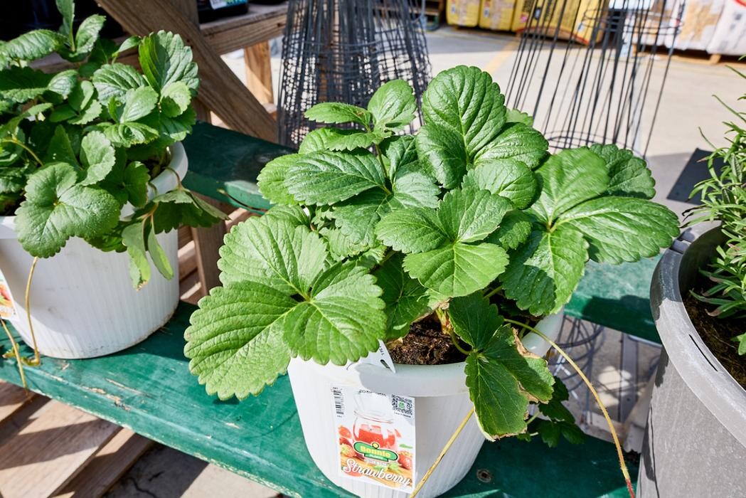 Images Tractor Supply Co.