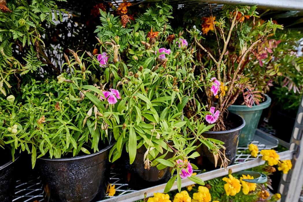 Images Tractor Supply Co.