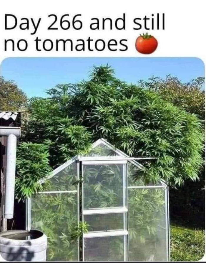 Images Green Vibes Dispensary