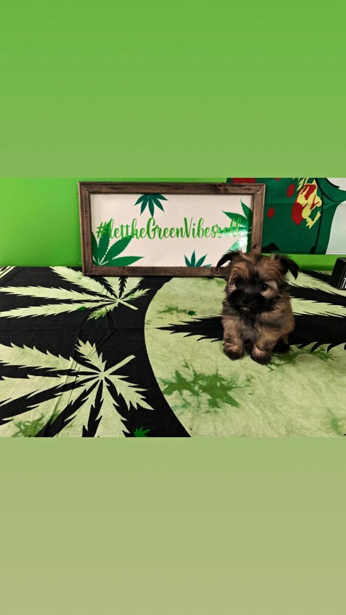 Images Green Vibes Dispensary