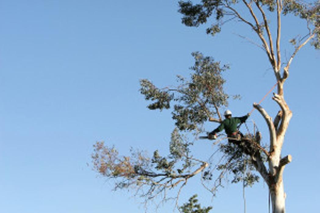 Images Tarzan Tree Service