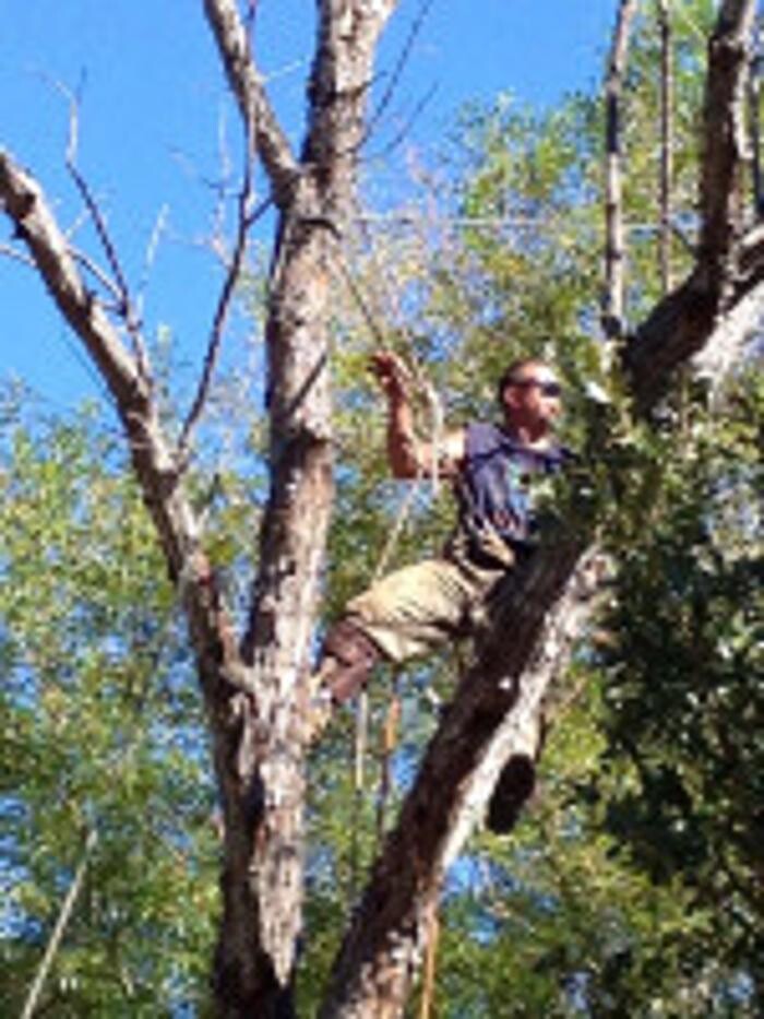 Images Tarzan Tree Service