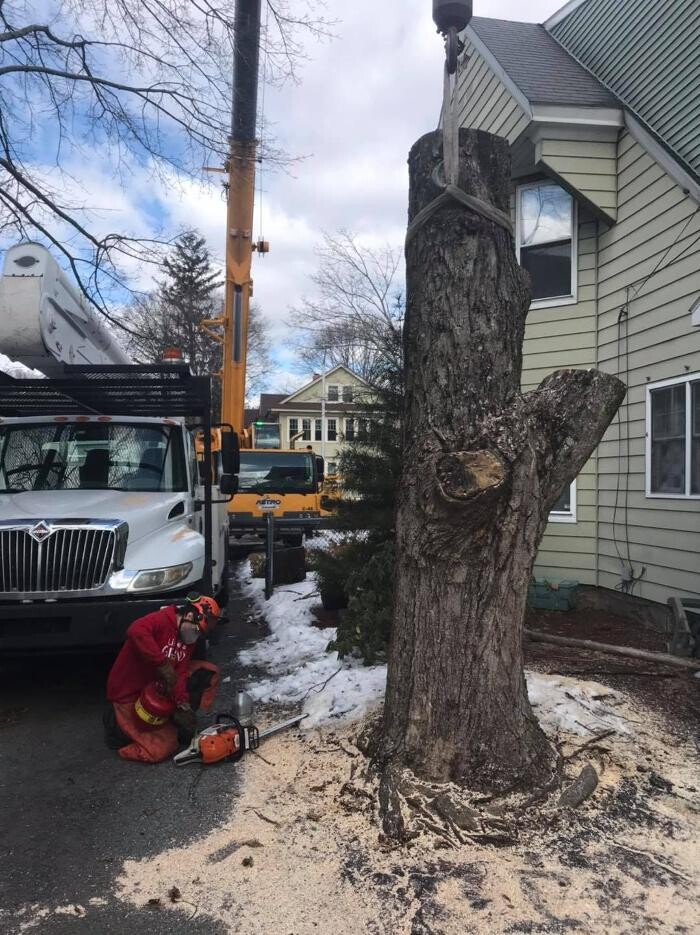 Images Devo's Tree & Stump removal