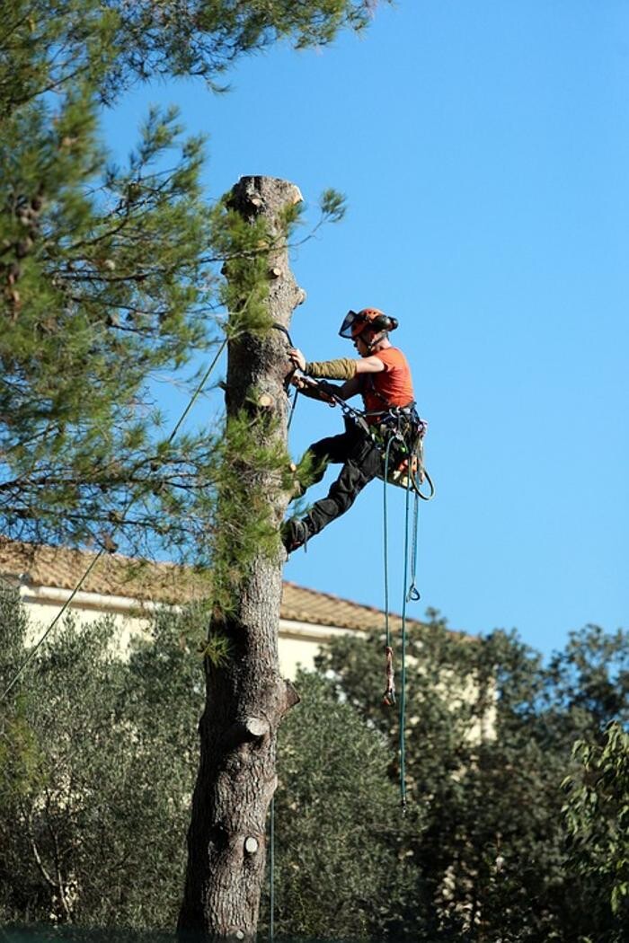 Images Devo's Tree & Stump removal