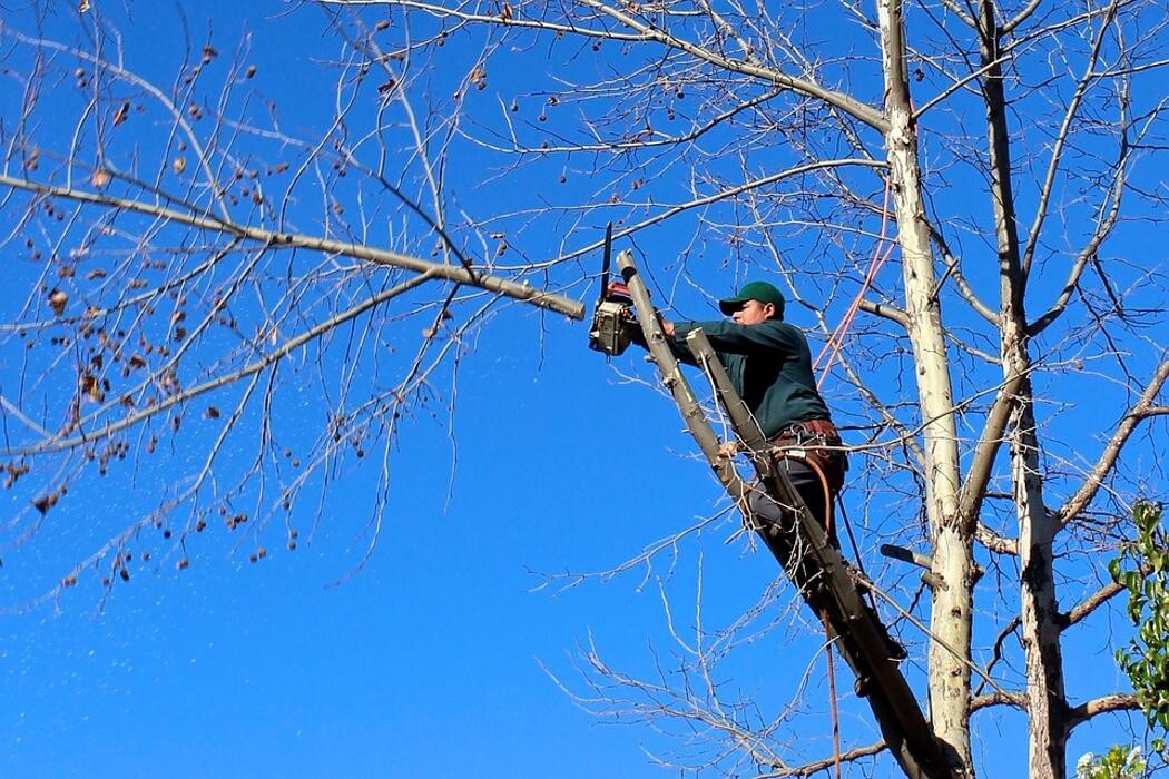 Images Devo's Tree & Stump removal