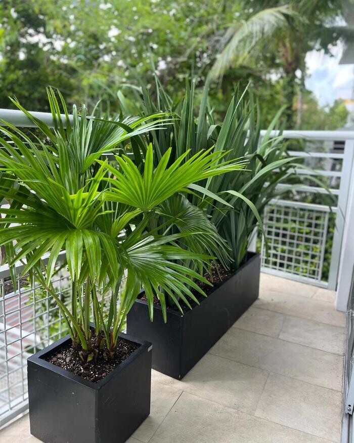 Images MiMo Garden Center