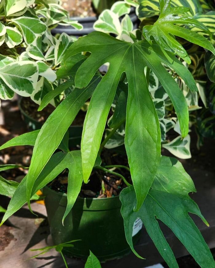 Images MiMo Garden Center