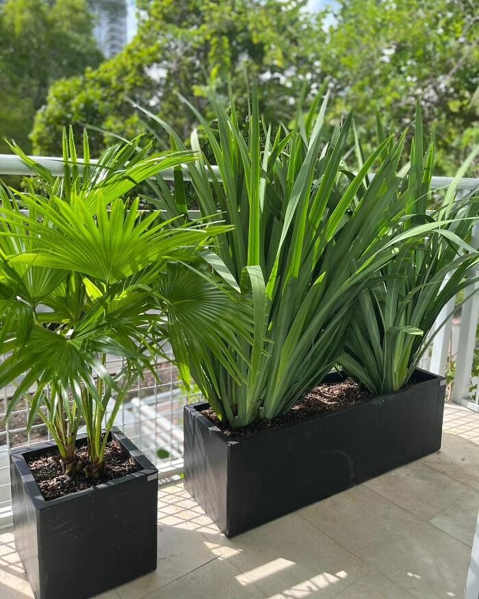 Images MiMo Garden Center
