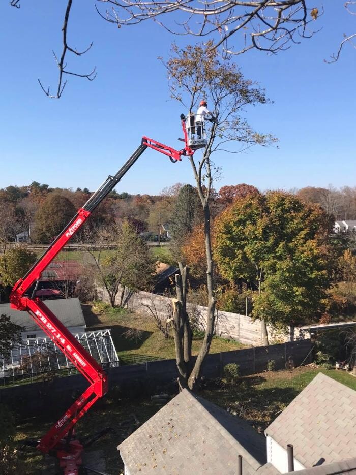 Images Devo's Tree & Stump removal