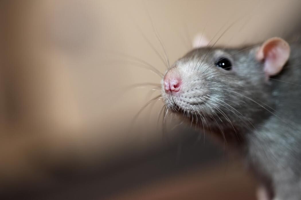 Images Rose Pest Solutions