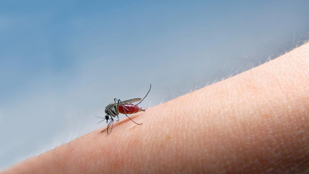 Images Rose Pest Solutions