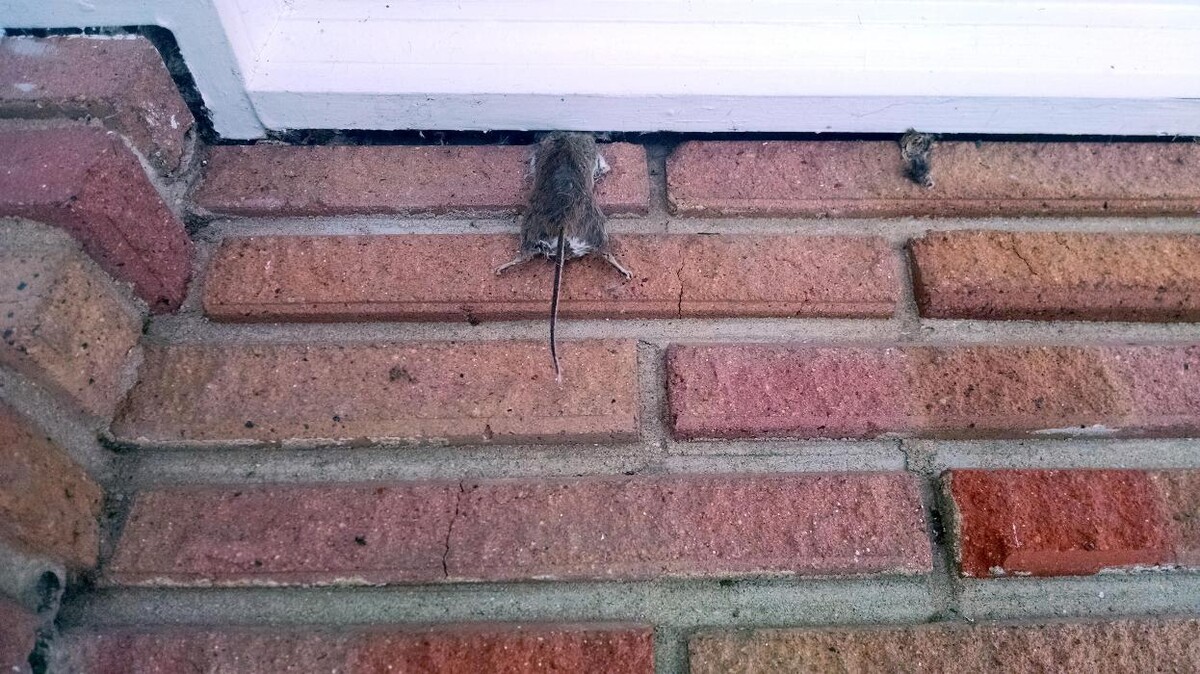 Images Rose Pest Solutions