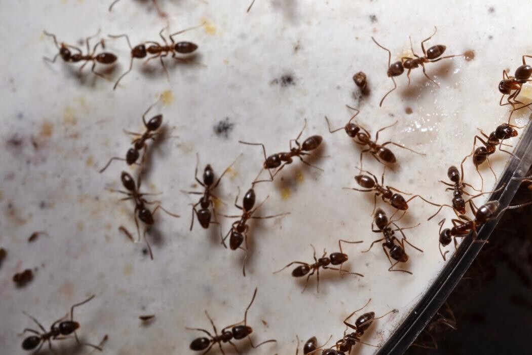 Images Rose Pest Solutions