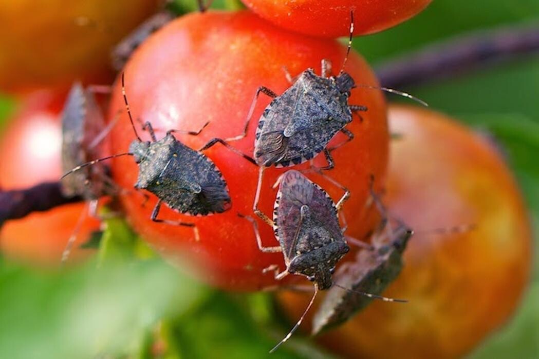 Images Rose Pest Solutions