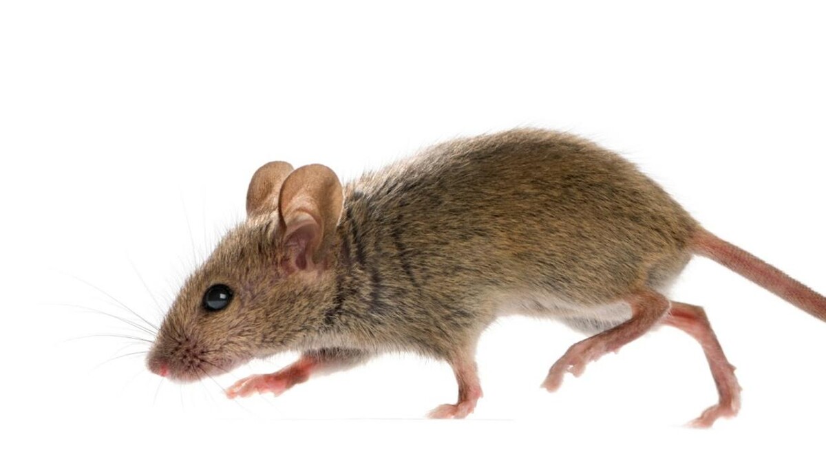 Images Rose Pest Solutions