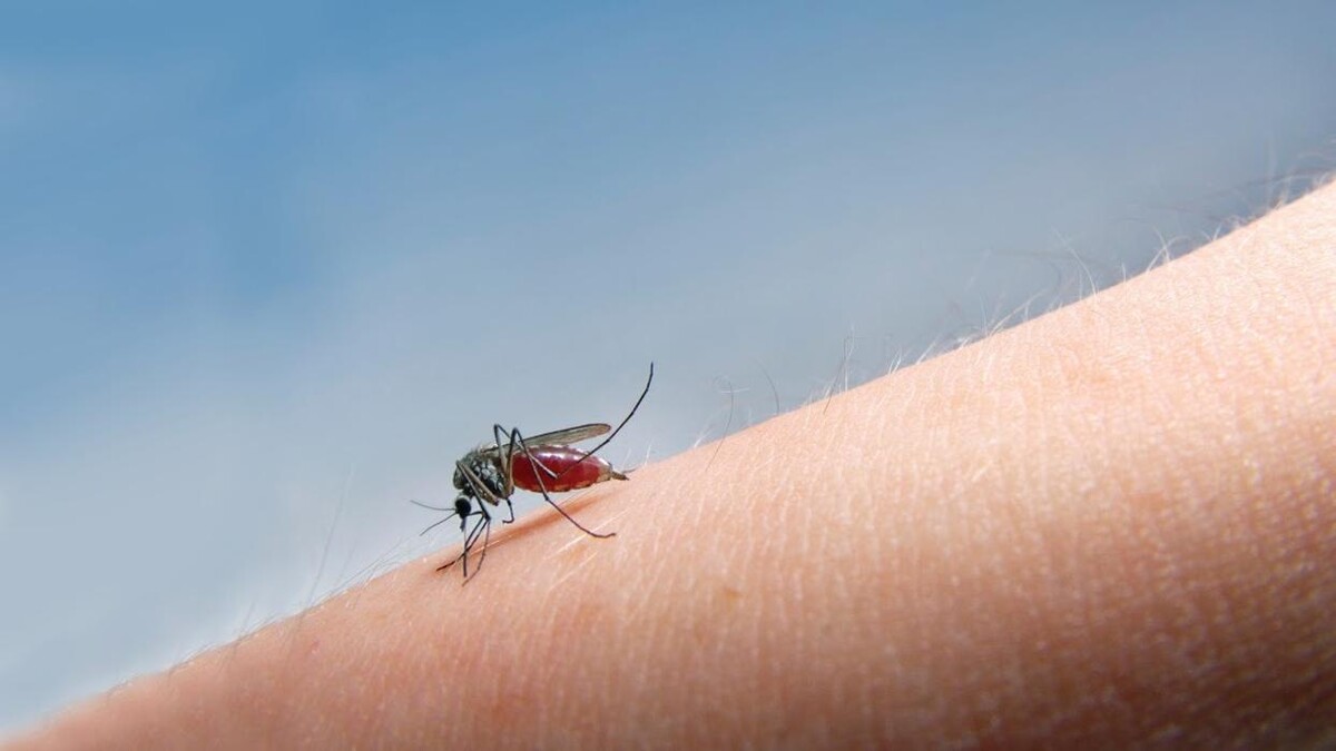 Images Rose Pest Solutions