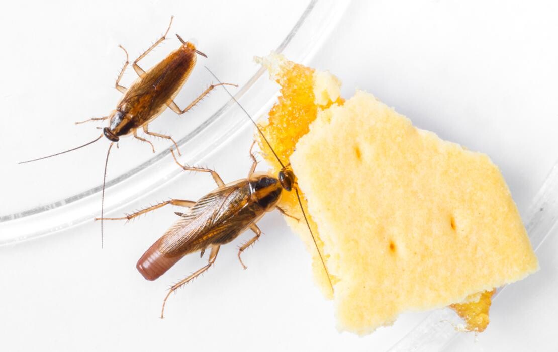 Images Rose Pest Solutions