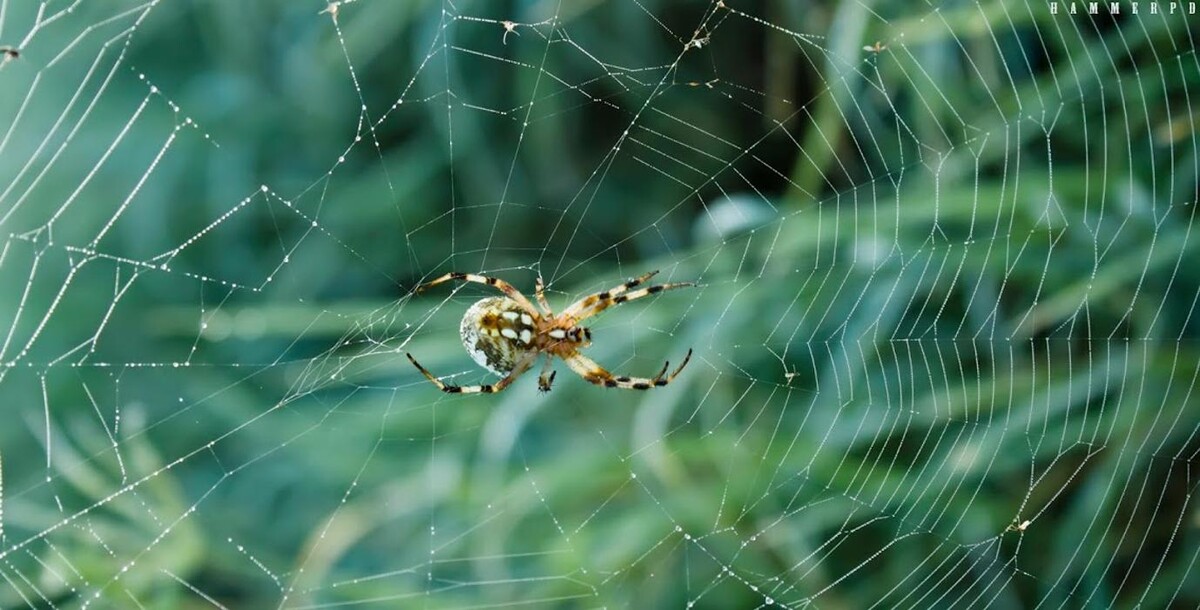 Images Rose Pest Solutions