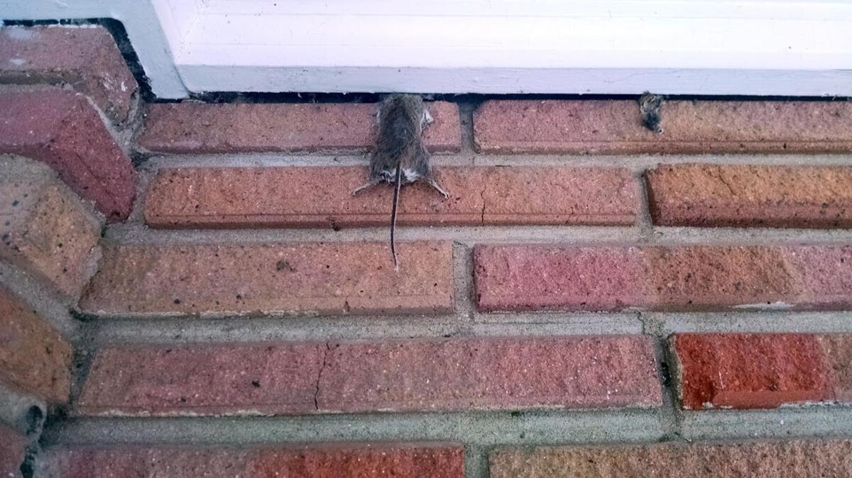 Images Rose Pest Solutions