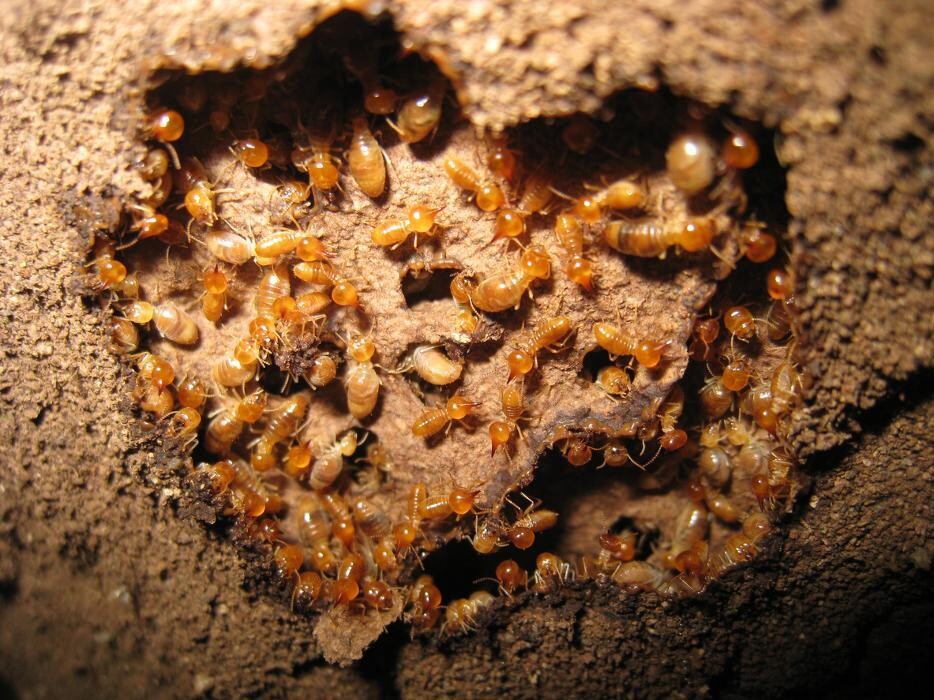 Images Rose Pest Solutions