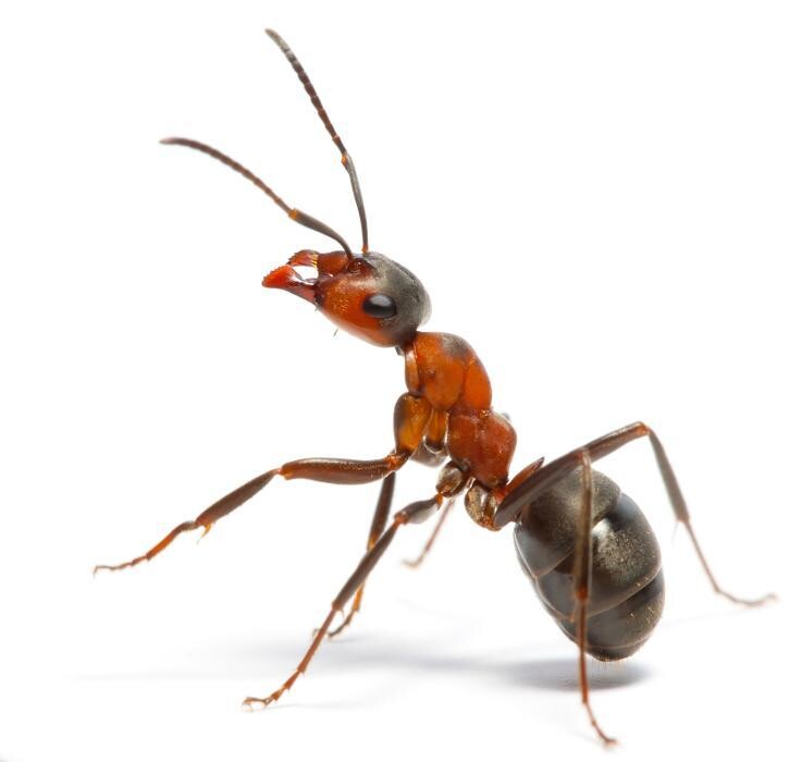 Images Rose Pest Solutions