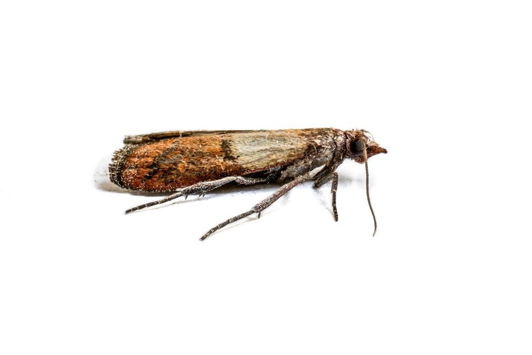 Images Rose Pest Solutions