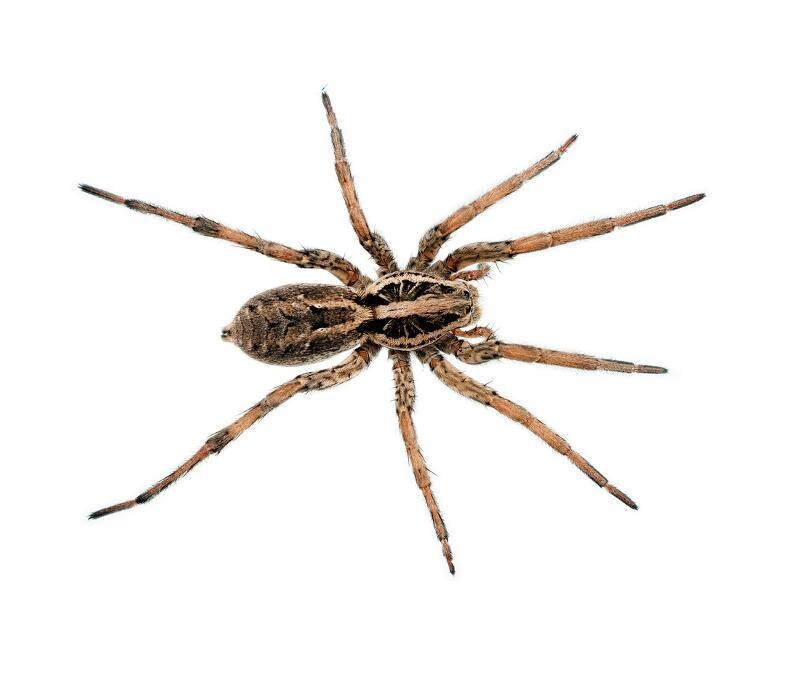 Images Rose Pest Solutions