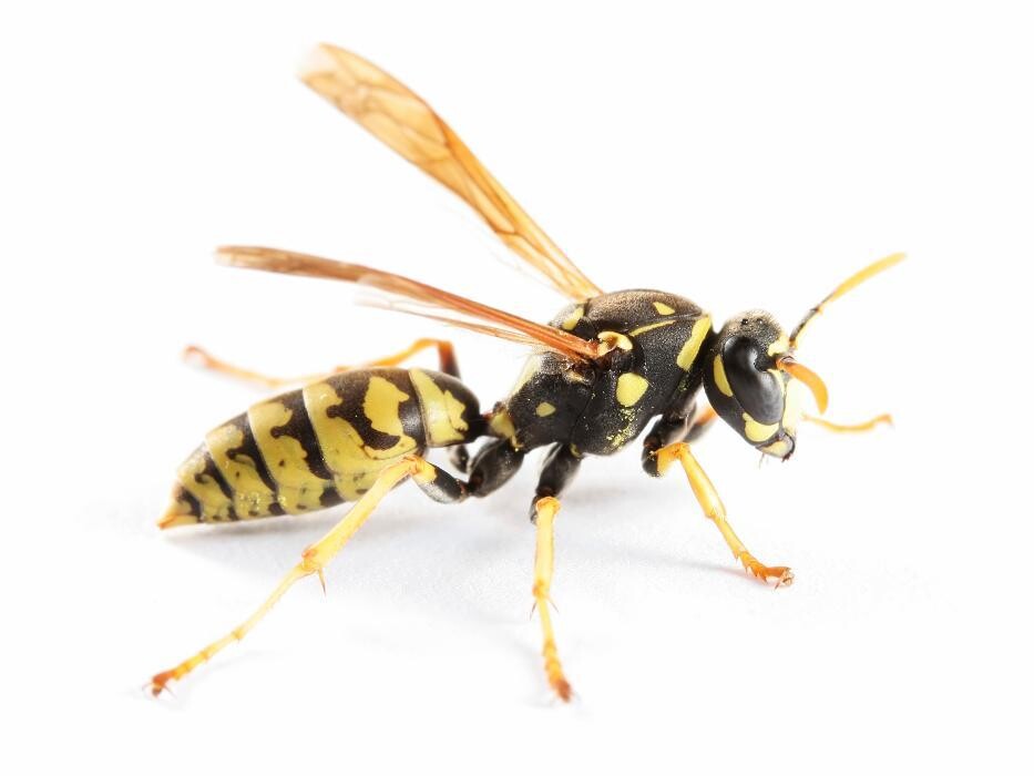 Images Rose Pest Solutions