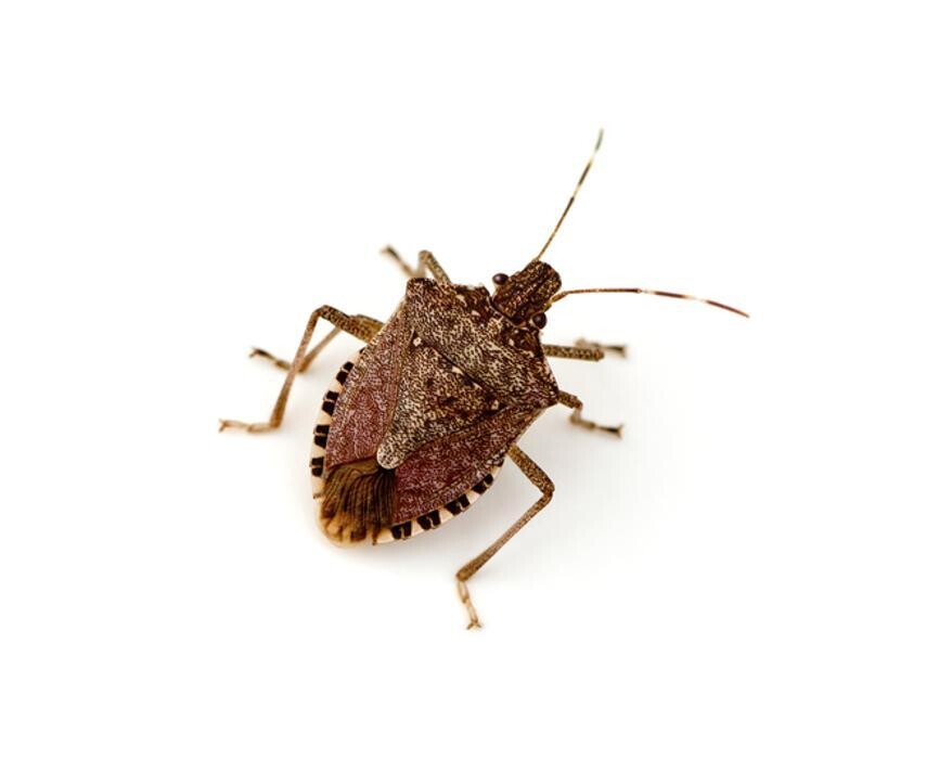 Images Rose Pest Solutions