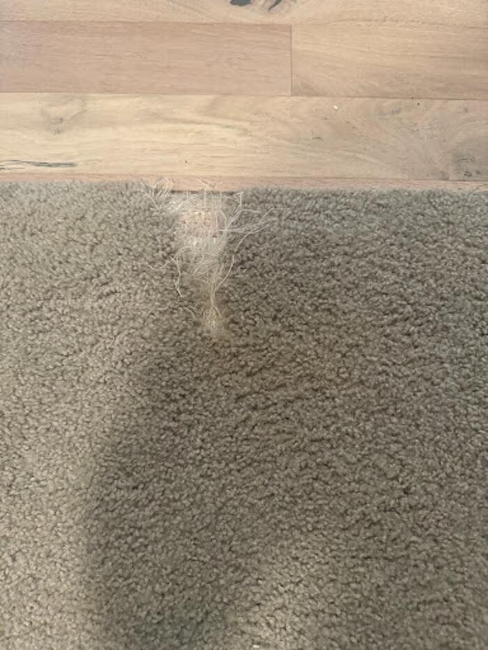 Images Uptown Carpet Care