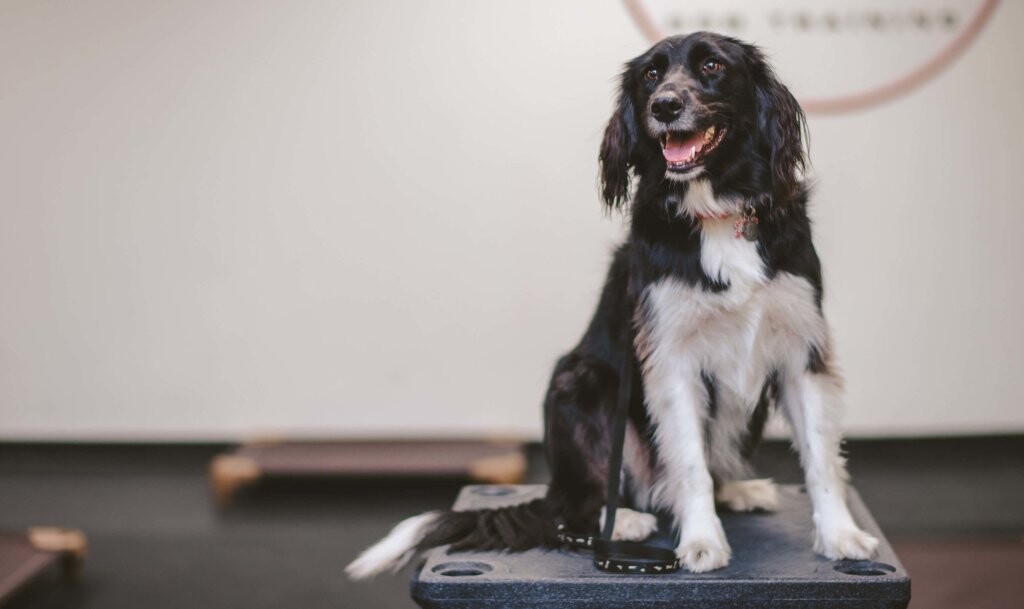Images Baxters K9 Complex